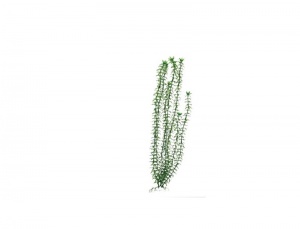 Пластиковое растение Plant 004 - Элодея ЗЕЛЕНАЯ, 20 см