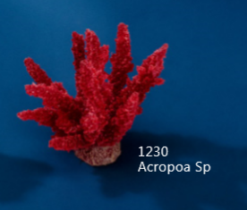 Искуственный коралл Acropoa Sp 10x10x9