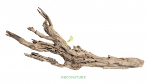 DECO NATURE PREMIUMSELECT TROPICAL XXXL - Натуральная коряга тропического дерева от 50 до 59 см