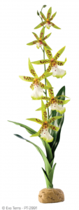 Растение Exo Terra Орхидея