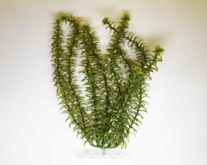 Растение аквариумное Anacharis 2 (M)  23см.  606944
