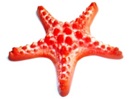 Морские звезды в ассортименте (8 видов)