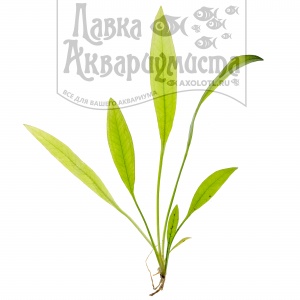 Эхинодорус Блехера, (3 куста) с грузом