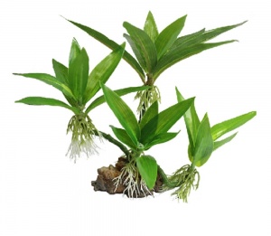 Искусственное растение ЭХИНОДОРУС КАРЛИКОВЫЙ, 20 см, YM-5840