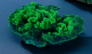 Искуственный коралл Merulina Amp 18x12x6,5