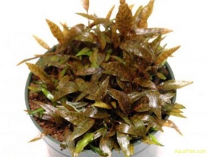 Криптокорина Нури (меристемное растение), ф60х40 мм
