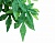 Тропическое растение Jungle Plants Абутилон, среднее, 55х20 см