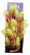 Искусственное растение КАБОМБА КРАСНО-САЛАТОВАЯ, 38 см, YS-60517